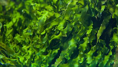 Green helping green: Seaweed mining just might unearth a new mineral supply