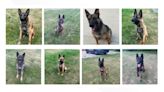 GRPD K9s are in need of bullet-resistant vests and you can help