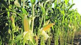 Chicharrita: expertos piden esperar hasta julio para tomar decisiones en la siembra de maíz