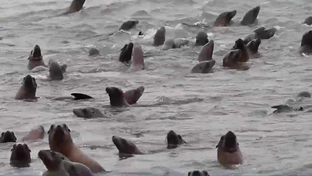 High number of dead sea lions found off California coast, UCSC scientists investigating