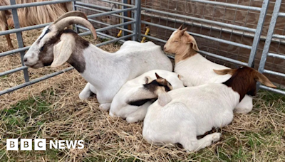 Lawnmower racing and livestock on display at Guernsey's West Show