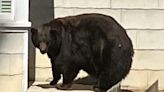 Black bear burglar Hank the Tank arrives at Colorado sanctuary