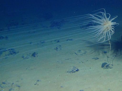 'Dark Oxygen' in depths of Pacific Ocean prompts new theories on life's origins