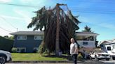 Kelowna man bemoans 'awful,' unexpected FortisBC tree work