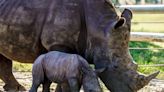 Baby Rhino Born at Busch Gardens Tampa Bay Named Viazi — Which Means 'Potato' in Swahili