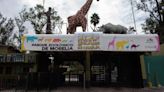 Guardia Civil habría impedido al Ayuntamiento clausura de espectaculares en Zoológico - Cambio de Michoacán