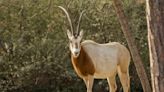 Scientists thrilled after horned animal once deemed extinct in wild upgraded to endangered species list: ‘A tremendous achievement’