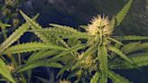 EBCI inches toward adult marijuana use