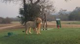 Lions, leopards and hyenas run wild at this fenceless Kruger National Park golf course