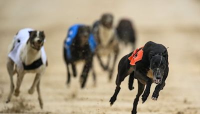 Blackhill Jack avails of inside draw in Stake win at Enniscorthy greyhound stadium