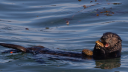 Female sea otters use tools more than males