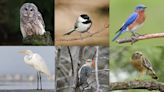 Cowtown has an official bird. See which one made the cut to represent Fort Worth