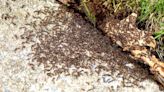 Ant infestations will be wiped out by 1 common item they don’t like the smell of