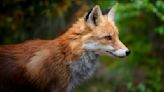 Ancient Burial Site Reveals Foxes May Have Been Human‘s Best Friend Before Dogs