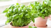 How Often to Water Basil So It Stays Healthy All Season Long