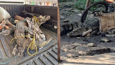 Capturan enorme cocodrilo que merodeaba domicilio de Tanlajás, SLP