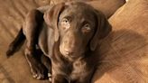 Missouri deputy shoots and kills chocolate lab Nala