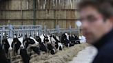 Exclusive-Cows infected with bird flu have died in five US states By Reuters
