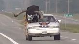Police Pull Over Ford Crown Victoria With Enormous Bull Riding Shotgun