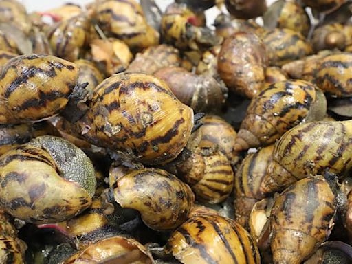 Giant invasive snails found in luggage at Detroit Metropolitan Airport