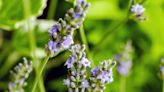 Growing Lavender From Seed: A Beginner’s Guide