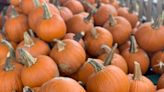 Visit these pumpkin patches around Corpus Christi in October 2023