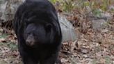 Nixa, Mo., neighborhood latest to spot a black bear