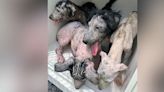 4 dogs with mange, worms found abandoned near local post office