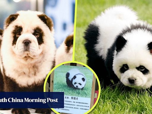 Fears for ‘panda dogs’ in China zoo dyed black and white to look like bears