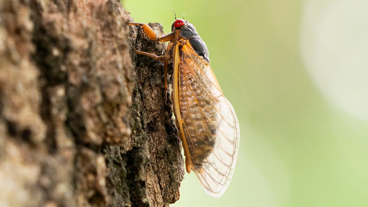 Cicada emergence: Wisconsin DNR confirms 1st of brood