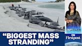 Whole Pod of 77 Whales Die in Mass Stranding in Scotland