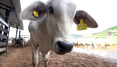 Série 'PF: prato do futuro' mostra soluções para desafios da produção de alimentos no Brasil