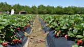 This humble fruit stand might have California’s best strawberries