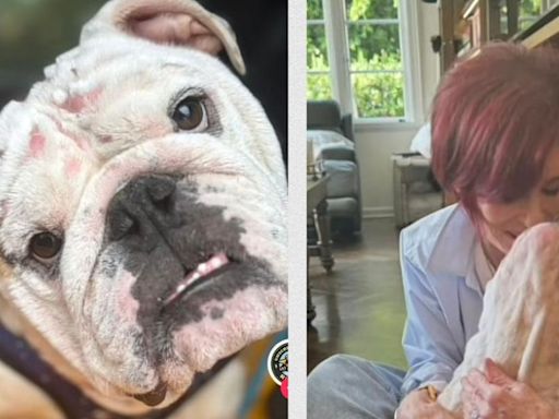 Ozzy Osbourne adopta a Walter, perrito rescatado tras sufrir graves quemaduras