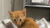 Jacksonville Humane Society challenges community to provide kitten names for June donation campaign