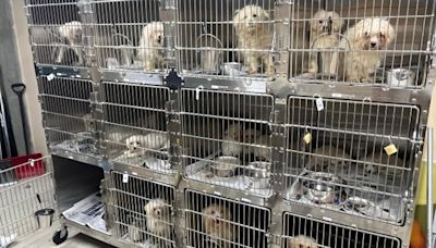 ‘Horrific’: Animal Services rescues 68 dogs from Winnipeg home - Winnipeg | Globalnews.ca
