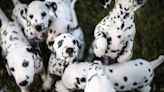 Scientists reveal reason why Dalmatians have spots and it may surprise you