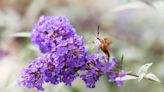 Seen a Moth That Looks Like a Hummingbird? Here's What to Know