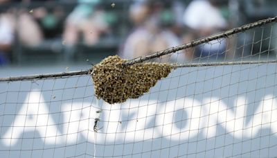 Arizona Diamondbacks social media team had internet buzzing during bee delay vs LA Dodgers