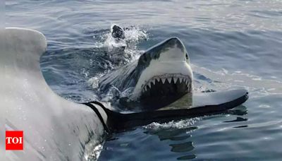 Top 9 shark-infested beaches around the world: Where to spot and avoid shark encounters | - Times of India