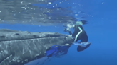 Watch POV Footage of a Whale Saving a Woman From 'Huge Tiger Shark'