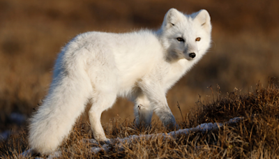 Captive Bred Fox Makes the Most Precious Wake-Up Sounds Ever