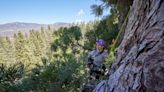 South Tahoe based science group is first to climb the largest tree in the world