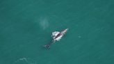 Whale species thought to be extinct in Atlantic Ocean seen off Massachusetts coast