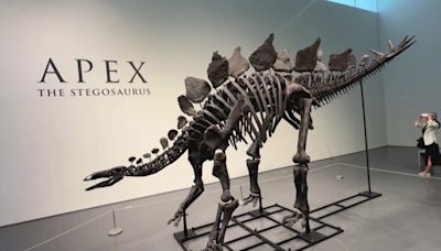 'Apex', el esqueleto de estegosaurio que Sotheby's subasta en Nueva York por casi 6 millones de euros