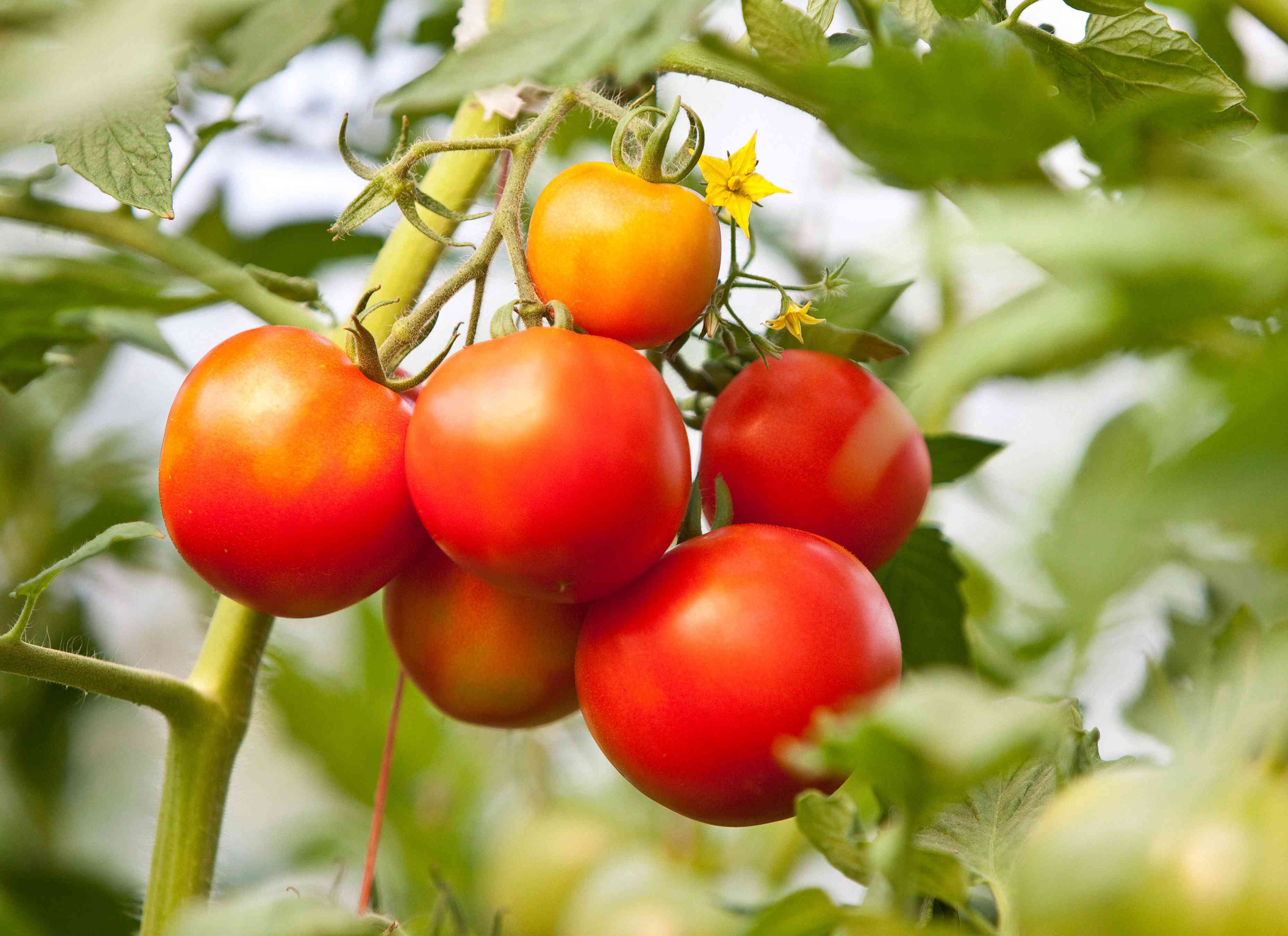 How to Prune a Tomato Plant for a Bigger, Healthier Harvest