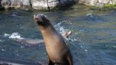 Prospect Park Zoo reopens with much fanfare in Brooklyn