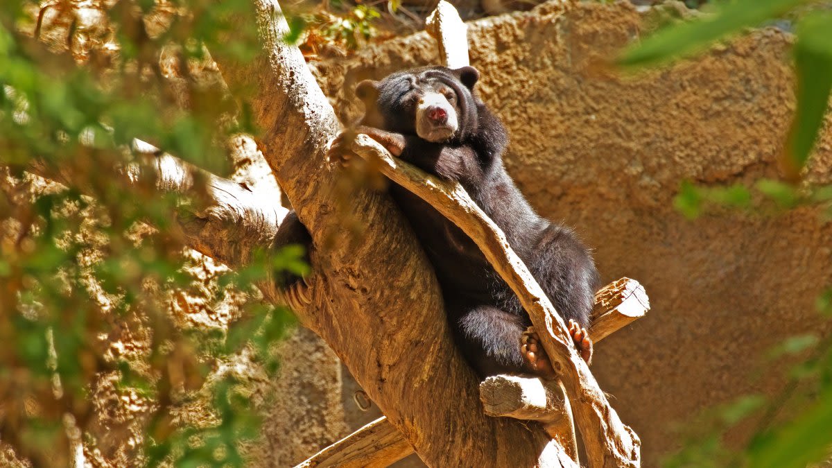 Bear and cub destroy car in Winsted after getting trapped inside