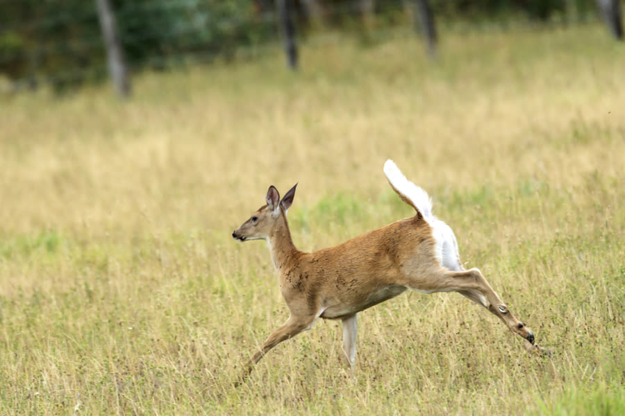 ‘The definition of poaching’: Conspiracy alleged after group hunted dozens of deer in California