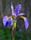 Iris (plant)